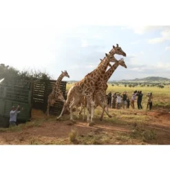 Sophie De Giraf Save The Giraffes Set